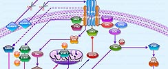 IL-6 receptor pathway